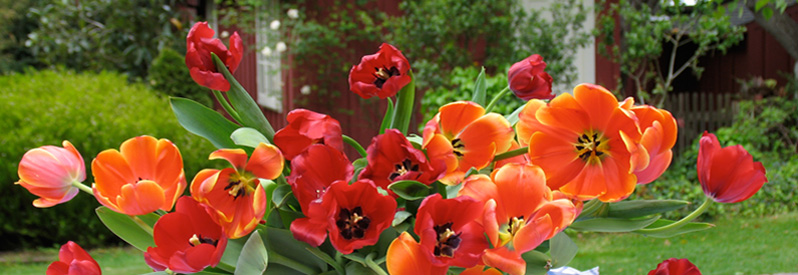 Elizabeth Murray's Calendar & Contact Information
