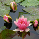 View photography images
